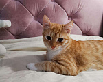 Кошки в Москве: Молоденькая рыжая Злата ищет дом! Девочка, Бесплатно - фото 2