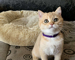 Кошки в Симферополе: Британская девчуля Девочка, 15 000 руб. - фото 3