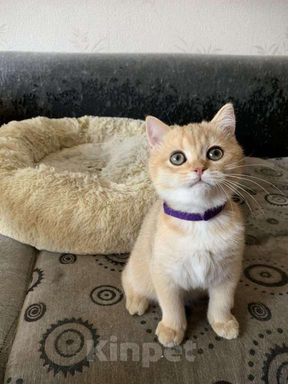 Кошки в Симферополе: Британская девчуля Девочка, 15 000 руб. - фото 3