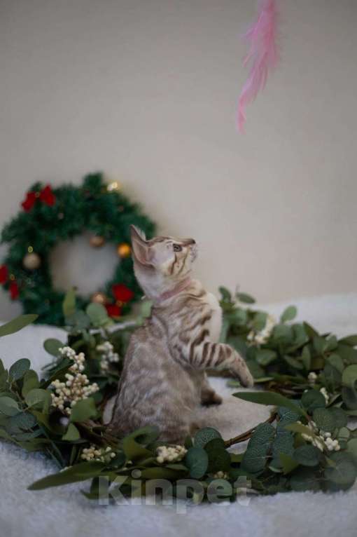 Кошки в Москве: Амелия Девочка, 60 000 руб. - фото 8