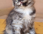 Кошки в Краснодаре: Кошечка дымная черепаха Девочка, Бесплатно - фото 1