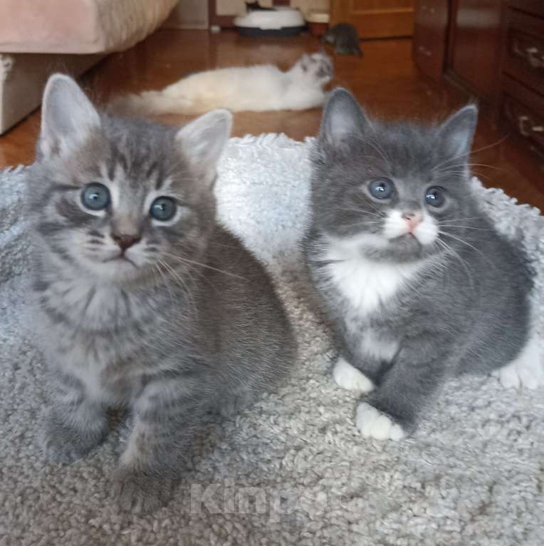 Кошки в Москве: Очаровашка черная с белым Девочка, 1 000 руб. - фото 4