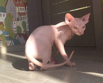 Кошки в Москве: Топовый котенок канадского сфинкса с документами Мальчик, 22 000 руб. - фото 1