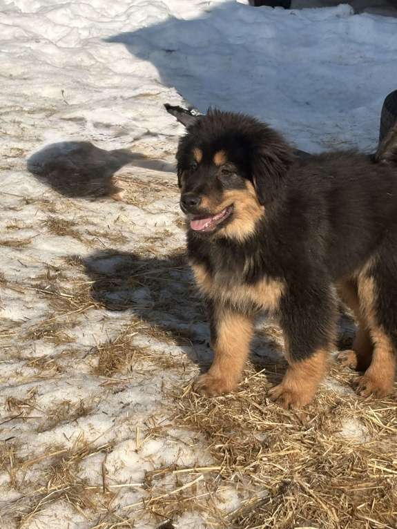 Собаки в других городах Московской области: Щенок банхара Девочка, Бесплатно - фото 1