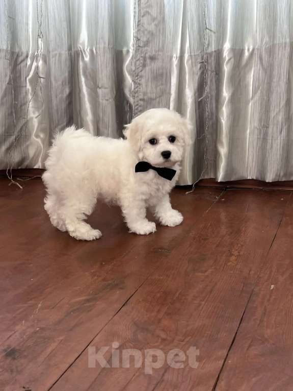 Собаки в Перми: Щенки Бишон фризе Мальчик, 80 000 руб. - фото 6