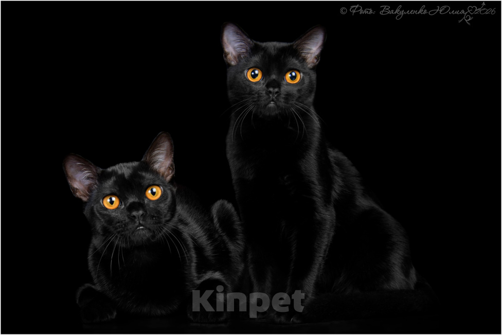 Кошки в Ростове-на-Дону: Котята породы Бомбей Мальчик, Бесплатно - фото 9