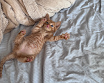 Кошки в Москве: Котенок девочка Девочка, Бесплатно - фото 2