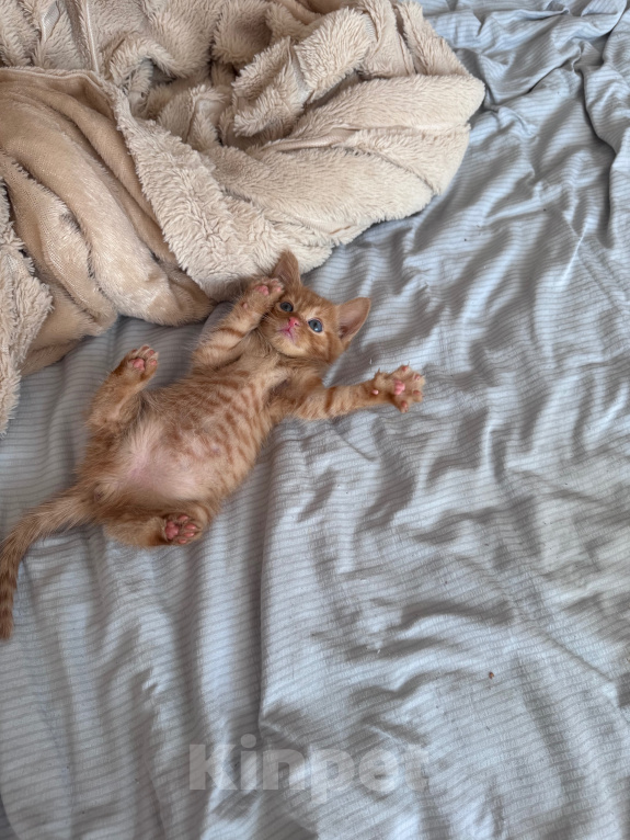 Кошки в Москве: Котенок девочка Девочка, Бесплатно - фото 2