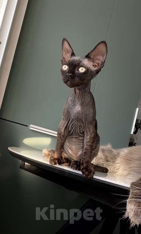 Кошки в Анапе: Черный Девон Рекс Мальчик, 40 000 руб. - фото 4