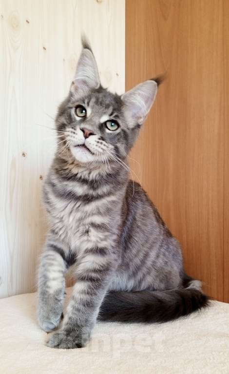 Кошки в Владимире: Котик мейн-кун - голубусик Мальчик, 60 000 руб. - фото 6