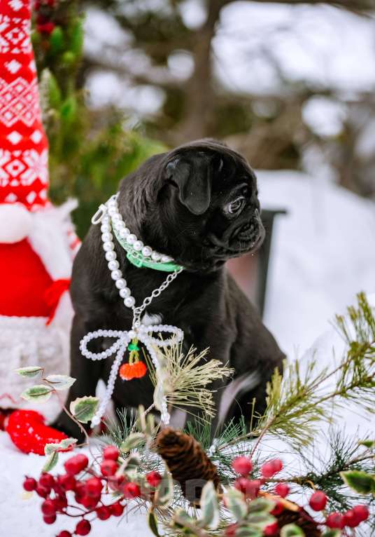 Собаки в Новосибирске: Мопс Софа Мармеладова Девочка, 60 000 руб. - фото 6