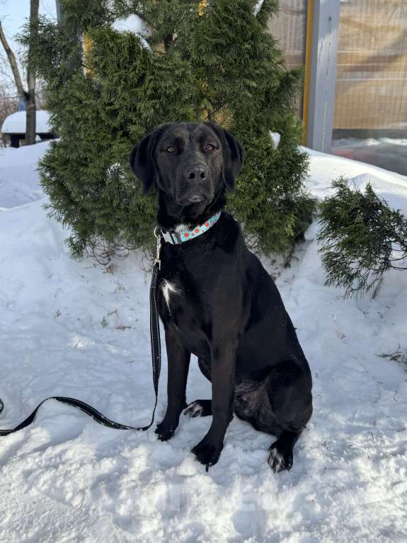 Собаки в Москве: Собака бесплатно в Москве Девочка, Бесплатно - фото 2