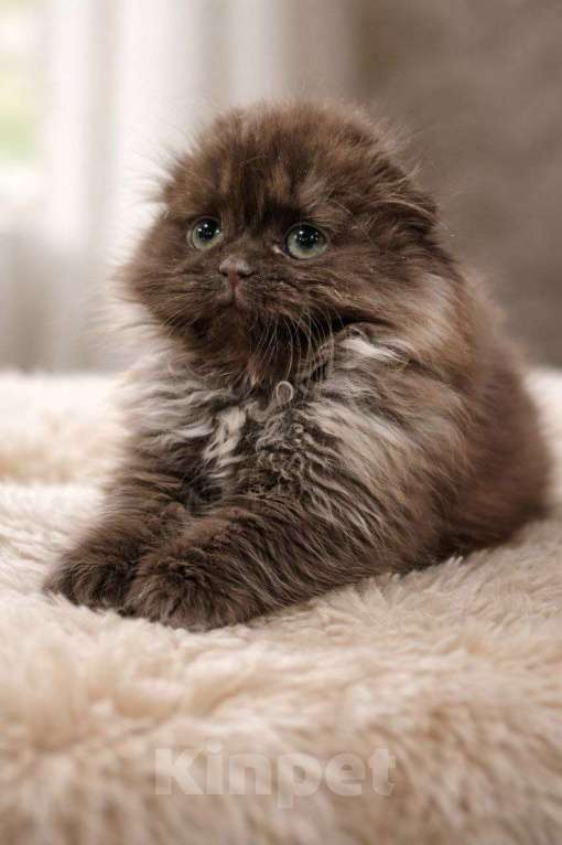 Кошки в других городах Московской области: Шотландские длинношёрстные котята Мальчик, 40 000 руб. - фото 5