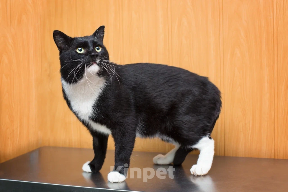 Кошки в Москве: Солидный крупный ласковый кот Шерлок Мальчик, Бесплатно - фото 6