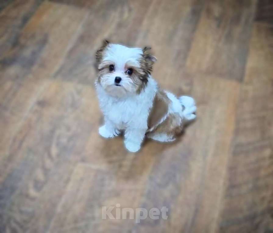 Собаки в Москве: Девочка супер мини Цветного Йорка Девочка, 120 000 руб. - фото 3