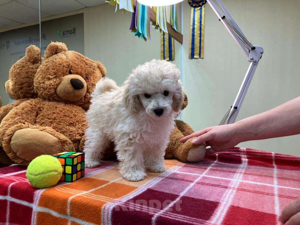 Собаки в Ставрополе: Той пудель Войс  Мальчик, 80 000 руб. - фото 2