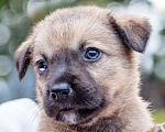 Собаки в Солнечногорске: Щенок в добрые руки Мальчик, Бесплатно - фото 7