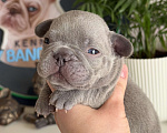 Собаки в Москве: Французский бульдог Мальчик, 110 000 руб. - фото 3
