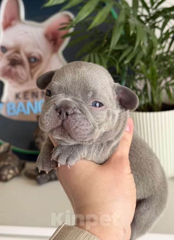 Собаки в Москве: Французский бульдог Мальчик, 110 000 руб. - фото 3
