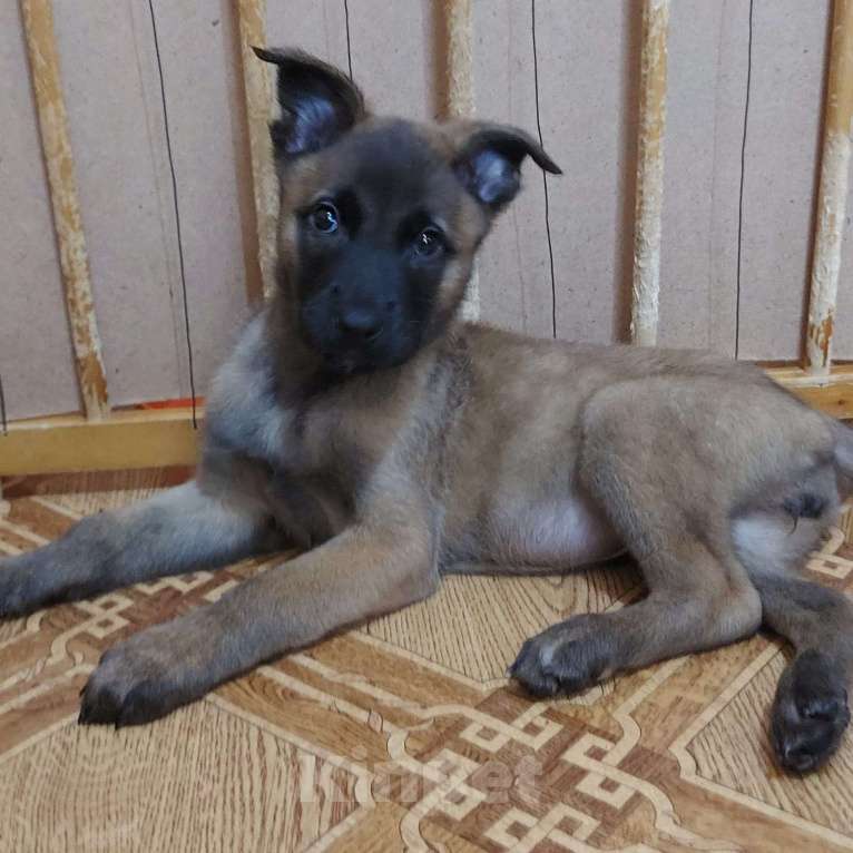 Собаки в Волгодонске: щенки малинуа Девочка, 20 000 руб. - фото 3