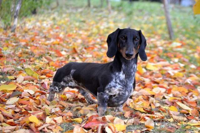 Собаки в Тольятти: Вязка Мальчик, 15 000 руб. - фото 5