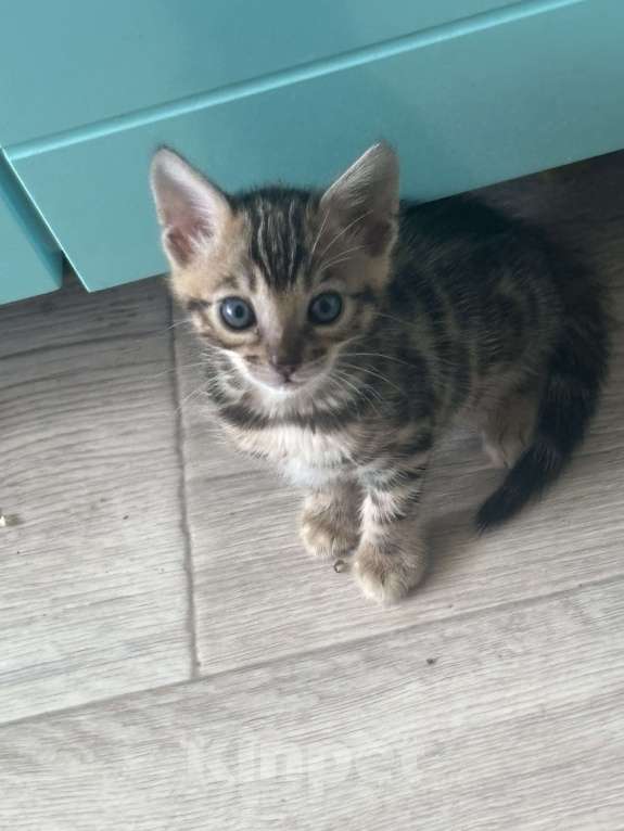 Кошки в других городах Саратовской области: Бенгальская кошечка Девочка, 10 000 руб. - фото 3