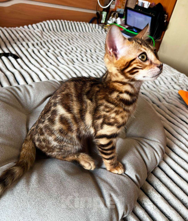 Кошки в Самаре: Бенгальский мальчишка Veritay Bentley  Мальчик, 60 000 руб. - фото 10