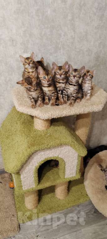 Кошки в Санкт-Петербурге: Бенгальские малыши Девочка, 25 000 руб. - фото 7