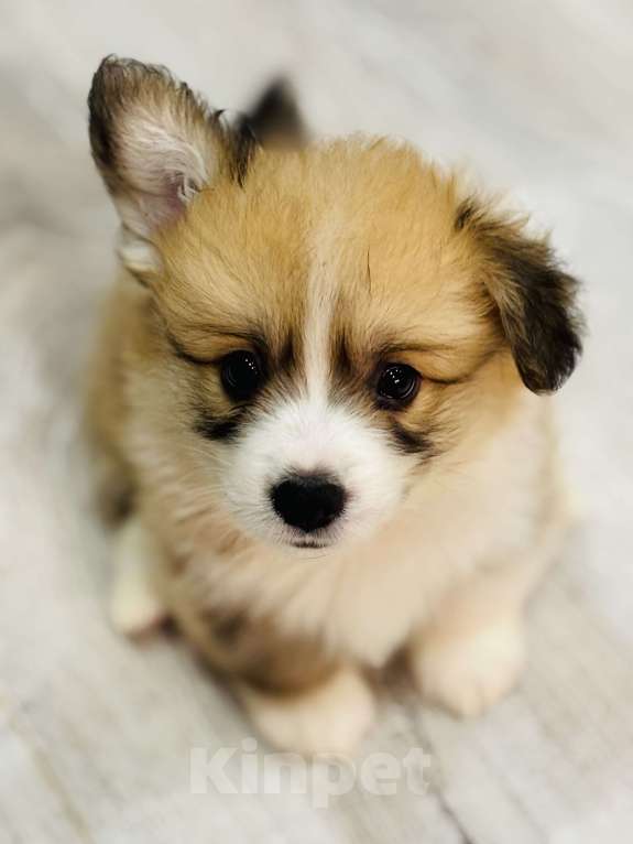 Собаки в Краснозаводске: Продажа щенков корги Девочка, Бесплатно - фото 4