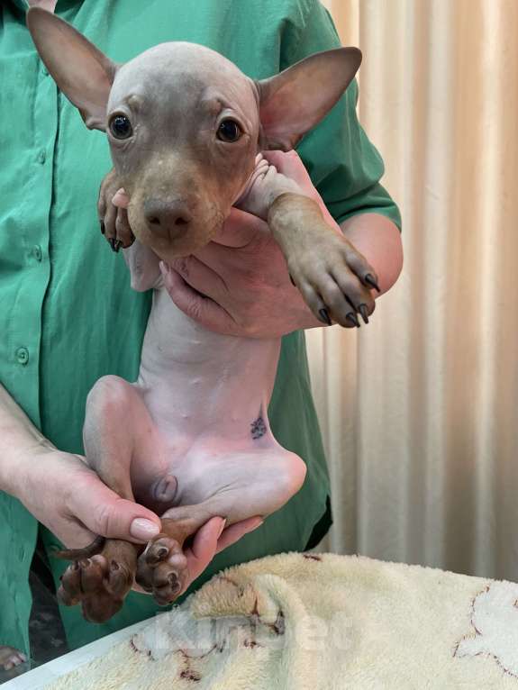 Собаки в Подольске: Щенки американского голого терьера Девочка, 40 000 руб. - фото 2