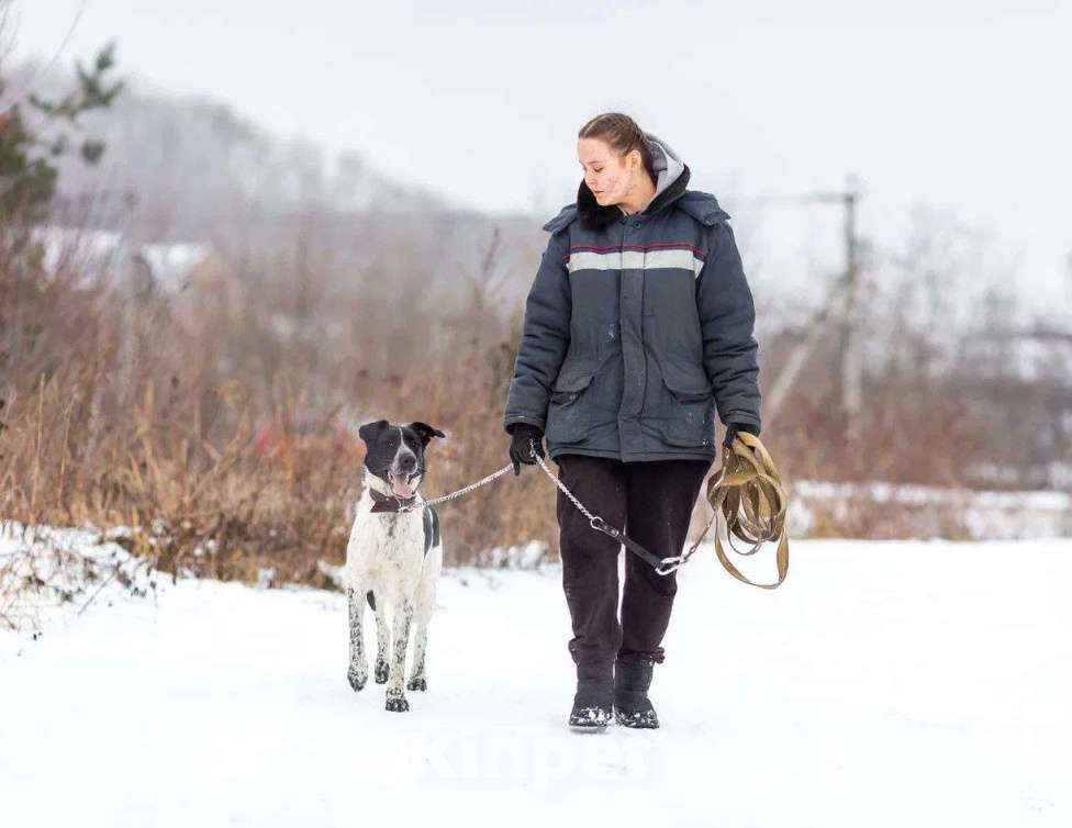 Собаки в Москве: Рик история надежды Мальчик, Бесплатно - фото 4