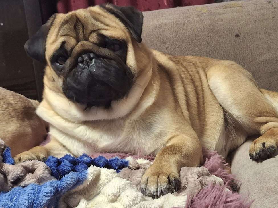 Собаки в Балаково: Вязка Мальчик, 5 000 руб. - фото 2