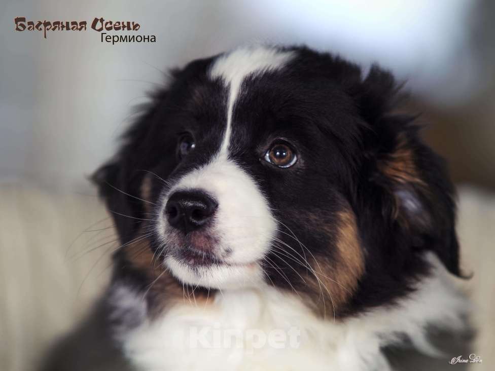 Собаки в других городах Московской области: Продается девочка миниаусси Девочка, 60 000 руб. - фото 6