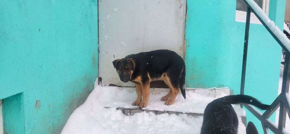 Собаки в других городах Московской области: Щенки Восточно европейской овчарки Девочка, Бесплатно - фото 7