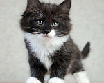 Кошки в Новосибирске: Сибирский котенок Мальчик, 90 000 руб. - фото 4