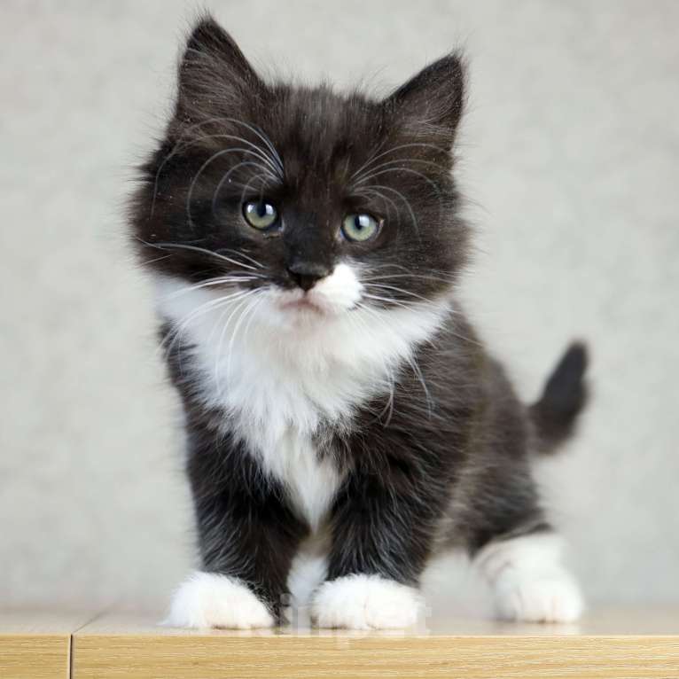 Кошки в Новосибирске: Сибирский котенок Мальчик, 90 000 руб. - фото 4