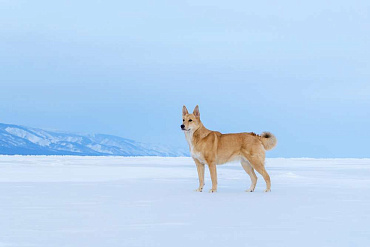 Ханаанская собака