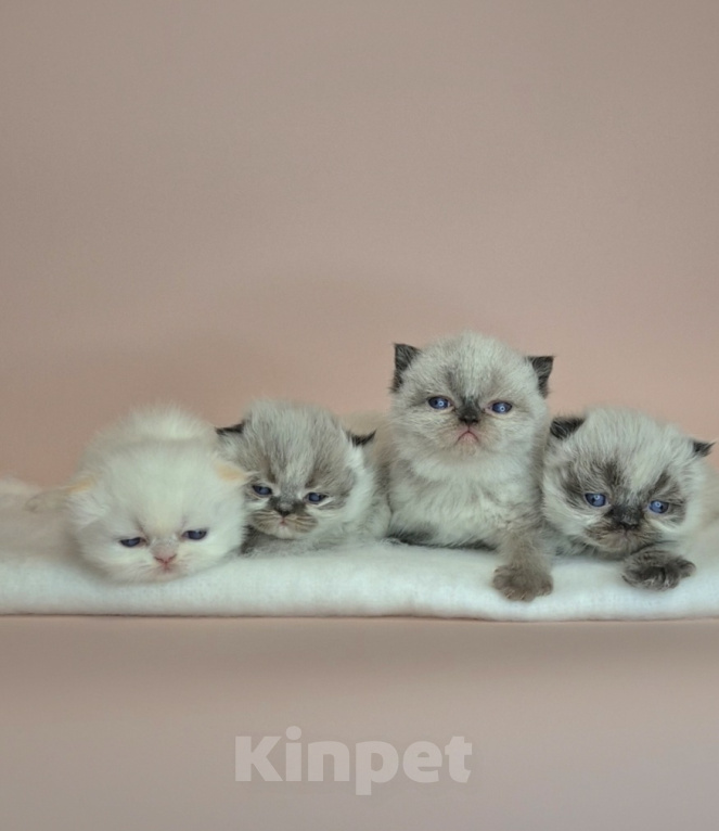Кошки в Москве: Экзотические короткошерстные котята Девочка, Бесплатно - фото 1