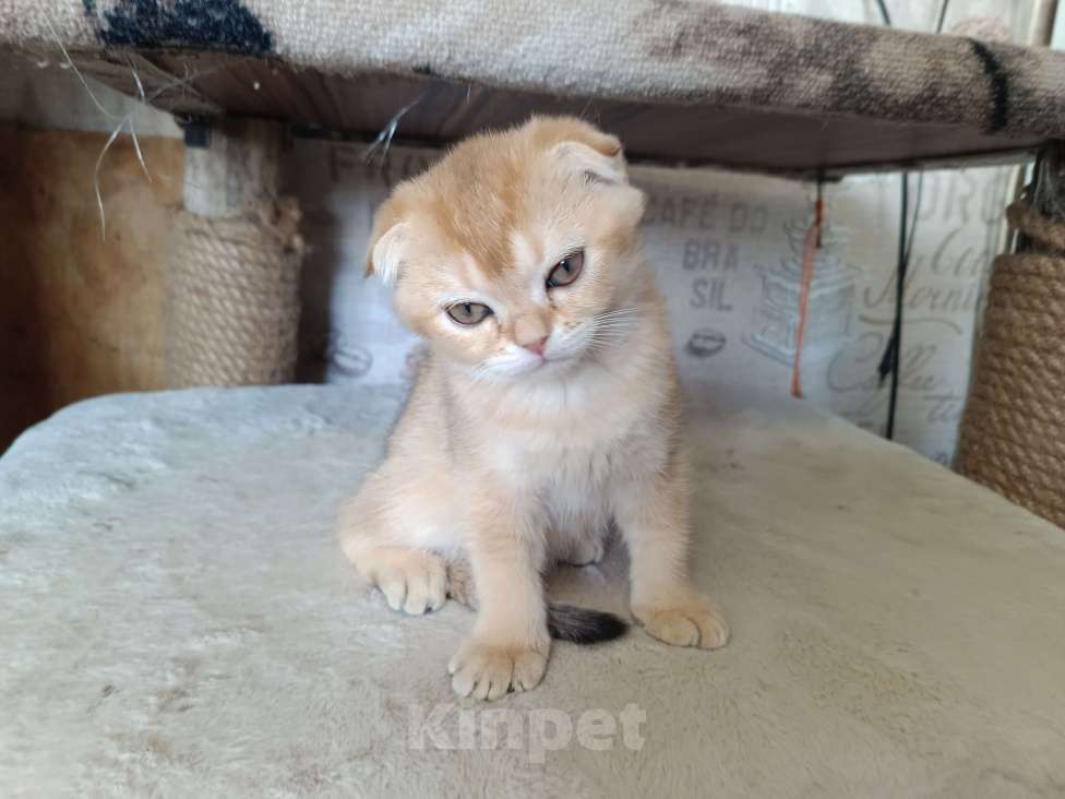 Кошки в Екатеринбурге: Вислоухая девочка окраса ny11 Девочка, 16 000 руб. - фото 3