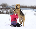 Собаки в Видном: Алабай Скорсби 2 года Мальчик, Бесплатно - фото 2