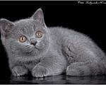Кошки в Ливны: Котята Британские, 50 000 руб. - фото 3