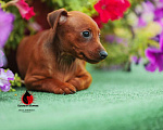 Собаки в Каменске-Шахтинском: Щенок Цвергпинчера, 20 000 руб. - фото 1
