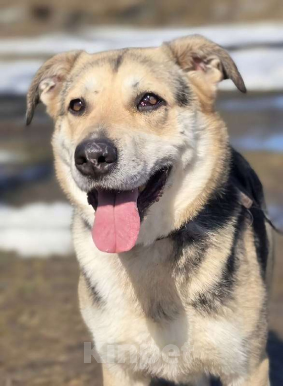 Собаки в Королеве: 1 шанс на 1000! Девочка, Бесплатно - фото 1