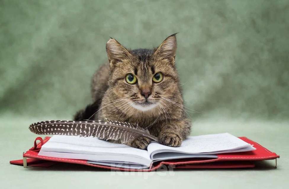 Кошки в Москве: Симона ищет хозяина ❤️‍🩹 Девочка, Бесплатно - фото 1