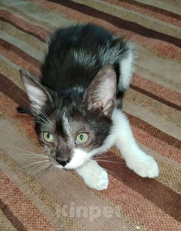 Кошки в Москве: Василий Мальчик, 100 руб. - фото 2