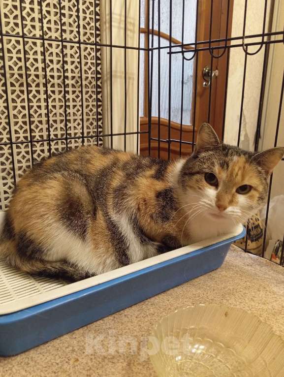 Кошки в Санкт-Петербурге: Робкая Фенечка ждет своего человека Девочка, Бесплатно - фото 3