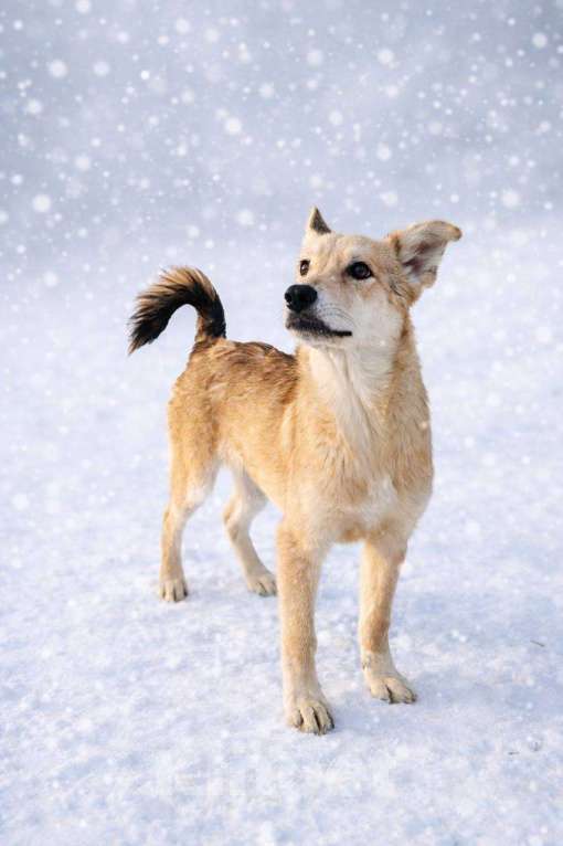 Собаки в Наро-Фоминске: Юша якутенок Девочка, Бесплатно - фото 3