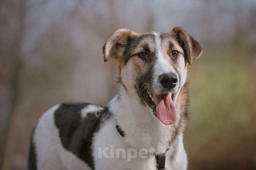 Собаки в Москве: Щенок Холли ищет дом Девочка, Бесплатно - фото 5