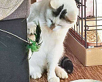 Кошки в Санкт-Петербурге: Капелька, молодой роскошный котик ищет дом Мальчик, 10 руб. - фото 2