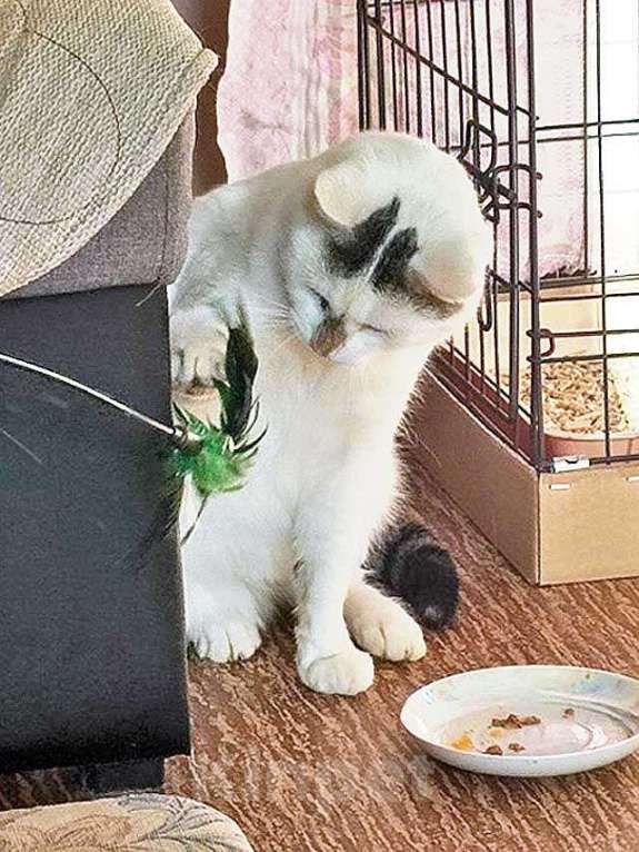 Кошки в Санкт-Петербурге: Капелька, молодой роскошный котик ищет дом Мальчик, 10 руб. - фото 2